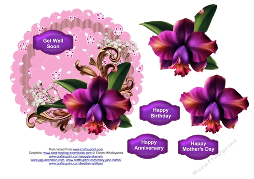 Purple orchid Scallop