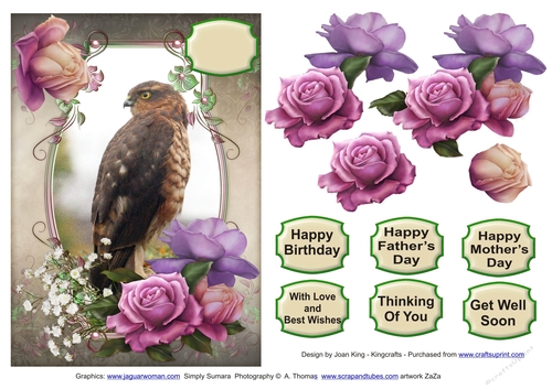 Juvenille Sparrowhawk