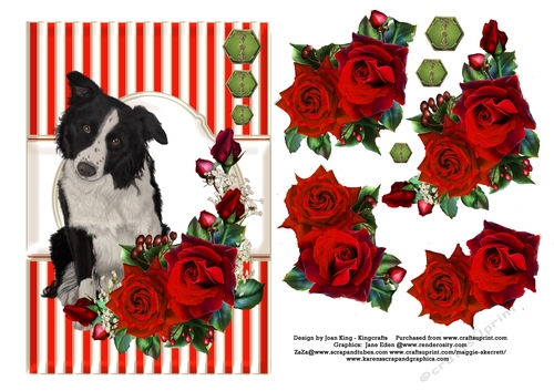 Collie dog and red roses