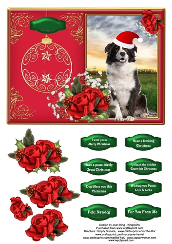 Collie at Christmas