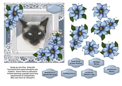 Siamese cat