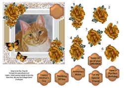 Ginger cat