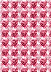 Pink Roses