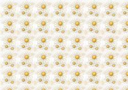White Daisy