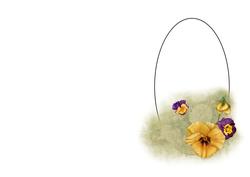 Floral Pansy