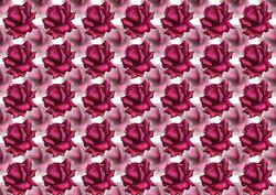 Deep Pink Rose Background