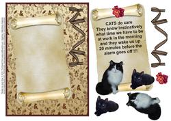 Cats 12