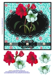 Amyrillis on lace
