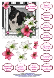 Border Collie in the Amaryllis Bloom at Christmas