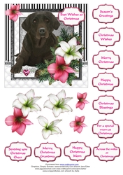 Chocolate Labrador in the Amaryllis Bloom at Christmas
