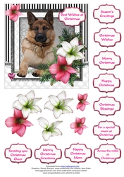German Shepherd in the Amaryllis Bloom at Christmas