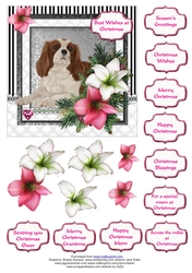 King Charles Spaniel in the Amaryllis Bloom at Christmas