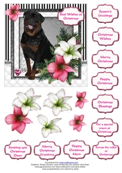 Rottweiller in the Amaryllis Bloom at Christmas