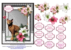 Abyssinian cat in the Christmas flowers