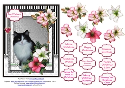 Black & white Fluffy cat in the Christmas flowers