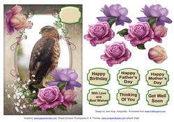 Juvenille Sparrowhawk