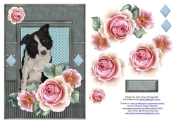 Border Collie