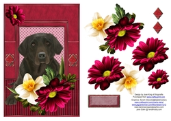 Chocolate Labrador