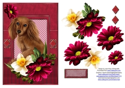 Daschund