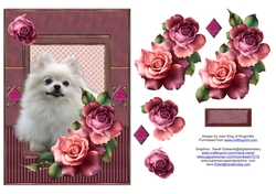 Pomeranian