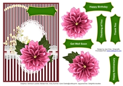 Pink Dahlia
