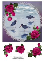 Oyster Catchers on Lace