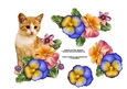 Cat amongst the flowers