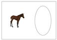 Bay Foal Insert