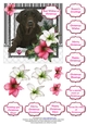 Chocolate Labrador in the Amaryllis Bloom at Christmas