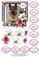 German Shepherd in the Amaryllis Bloom at Christmas