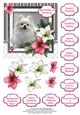 Pomeranian in the Amaryllis Bloom at Christmas