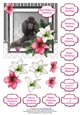 Poodle in the Amaryllis Bloom at Christmas