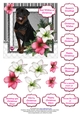 Rottweiller in the Amaryllis Bloom at Christmas