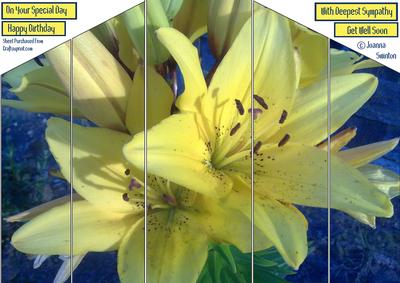 Theatre Fold Lillies