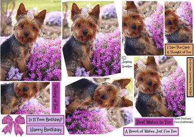 Flower Yorkie