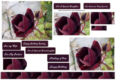 Beautiful Deep Red Rose That's Truely Stunning