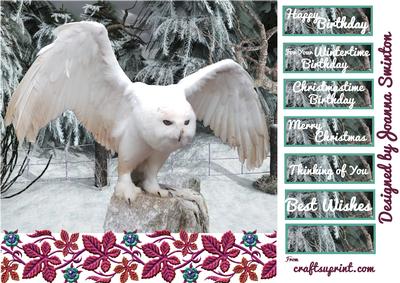Christmas Birthday White Owl