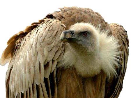Bird of Prey