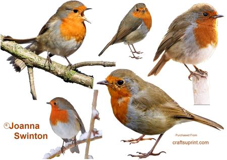 Beautiful Robins