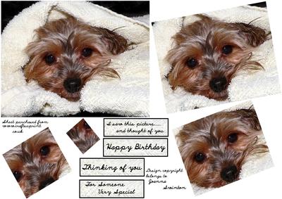Darling Little Yorkie