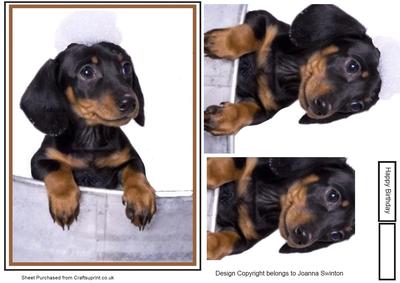 Soapy Dachshund Puppy
