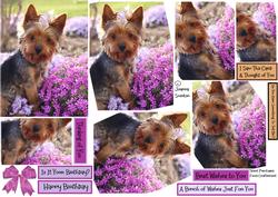 Flower Yorkie