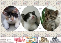 Kitten Tri-circle Card