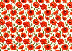 Beautiful Poppy Background