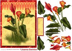 Calla Lilies