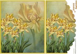 Stunning Yellow Iris's