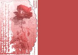 A Single Red Rose