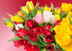 A4 Tulips