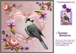 Beautiful Grey Jay