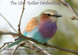 Beautiful Lilac Roller Bird Kit